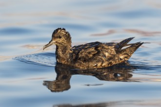 Sooty Shearwater (Ardenna grisea), Eilat, Israel, Asia