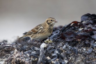 Lapland Longspur (Calcarius lapponicus) foraging at a beach, Schleswig-Holstein, Germany, Europe