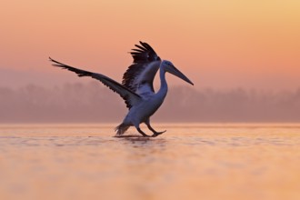 Bird with morning sunrise. Dalmatian pelican, Pelecanus crispus, in Lake Kerkini, Greece. Pelican