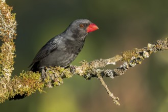 Black-throated Grosbeak (Saltator fuliginosus) perched on a branch in the Atlantic Rainforest of