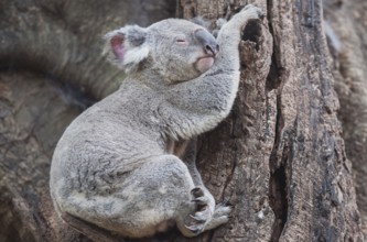 Koala (Phascolarctos Cinereous) resting on a tree, Brisbane, Queensland, Australia, Oceania