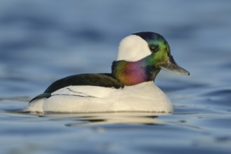 Bufflehead (Bucephala albeola) male, British Columbia, Canada, North America