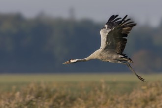 Common Crane (Grus grus) flying, Mecklenburg-Western Pomerania, Germany, Europe