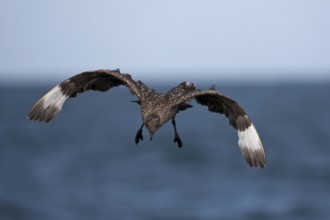 Great Skua (Stercorarius skua) landing, North Sea, Germany, Europe