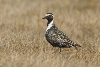 American Golden Plover (Pluvialis dominica), Alaska, USA, North America
