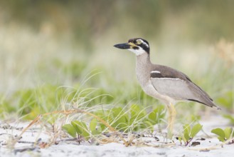 Beach Stone-curlew (Esacus magnirostris) perched on the beach in eastern Australia
