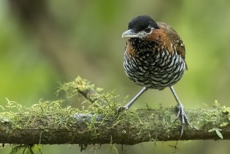 Black-crowned Antpitta (Pittasoma michleri) perched on a branch in Panama
