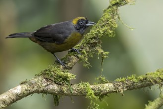 Dusky-faced Tanager (Mitrospingus cassinii) perched on a branch in Panama