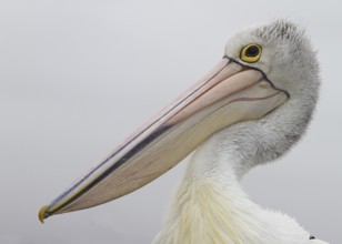 Australian Pelican (Pelecanus conspicillatus), New South Wales, Australia, Oceania