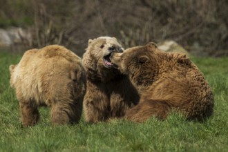 Three bears in a meadow, two interacting playfully with each other, brown bear (Ursus (arctos),
