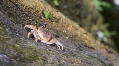 Close-up of a freshwater crab (Potamon potamios) on a moss-covered rock, Butterfly Valley,