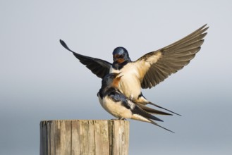 Two barn swallows (Hirundo rustica) mating on a post, male with outstretched wings, Hesse, Germany,