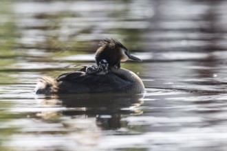 Great Crested Grebe (Podiceps Scalloped ribbonfish) with juveniles, Emsland, Lower Saxony, Germany,