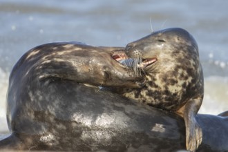 Grey seal (Halichoerus grypus) two adult animals in love courting on a beach, England, United