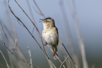 Reed Warbler (Acrocephalus schoenobaerus), Lower Saxony, Germany, Europe