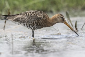 Black-tailed godwit (Limosa limosa), Lower Saxony, Germany, Europe