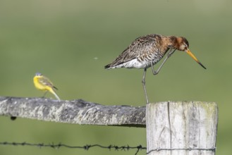 Black-tailed godwit (Limosa limosa), Lower Saxony, Germany, Europe