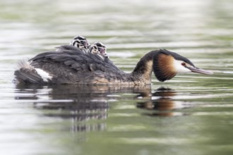 Great Crested Grebe (Podiceps Scalloped ribbonfish) with juveniles, Emsland, Lower Saxony, Germany,