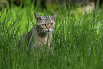 European wildcat, wild cat (Felis silvestris silvestris) hunting in grassland, meadow at forest