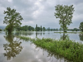 Trees standing in the flooded river Lorze, floodplain landscape, Reussspitz nature reserve,