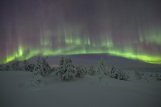 Northern lights over winter landscape, snow-covered trees, Riisitunturi National Park, Posio,