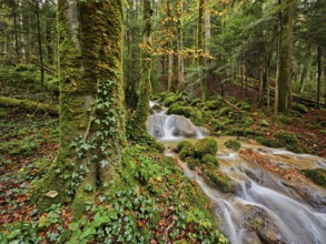 Waterfall surrounded by moss-covered stones in autumnal coloured surroundings, on the river Sihl,