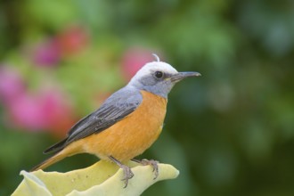 Short-toed Rock Thrush (Monticola brevipes) male, Namibia, Africa