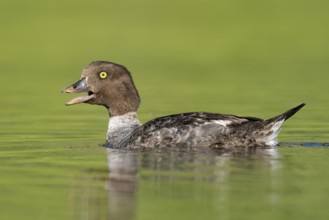 Barrow's Goldeneye (Bucephala islandica) female calling, British Columbia, Canada, North America
