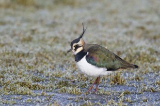 Northern Lapwing (Vanellus vanellus) male, Netherlands