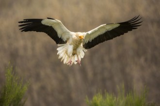 Egyptian Vulture (Neophron percnopterus) flying, Castile and Leon, Spain, Europe