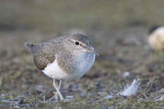 Common Sandpiper (Actitis hypoleucos), North Rhine-Westphalia, Germany, Europe