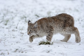 Eurasian Lynx (Lynx lynx) cub sneaking up in snow, North Rhine-Westphalia, Germany, Europe