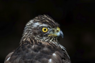 Havik, northern goshawk, Accipiter gentilis