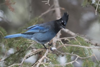 Steller's Jay (Cyanocitta stelleri) perched on a branch, Wyoming, USA, North America