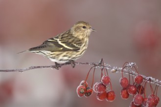 Pine Siskin (Spinus pinus), Ohio, USA, North America