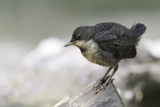 White-throated Dipper (Cinclus cinclus) juvenile foraging, North Rhine-Westphalia, Germany, Europe
