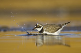 Little Ringed Plover (Charadrius dubius) female foraging, North Rhine-Westphalia, Germany, Europe