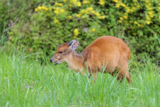 A male Red Forest Duiker (Cephalophus natalensis) stands in a green meadow, eating grass and herbs