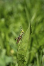 Great green bush cricket (locusta), grasshopper, on a leaf in a meadow, Tyrol, Austria, Europe