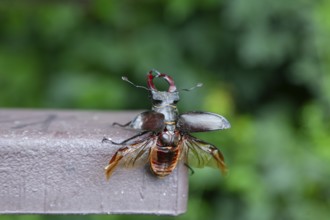 Ready for take-off - stag beetle shortly in front of take-off