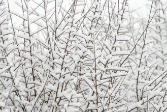 Thorny branches covered with snow, North Rhine-Westphalia, Germany, Europe