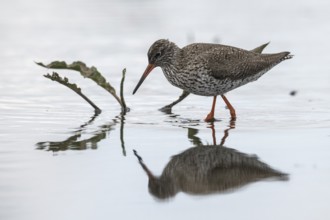 Redshank (Tringa totanus), Lower Saxony, Germany, Europe