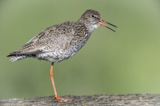 Redshank (Tringa totanus), Lower Saxony, Germany, Europe