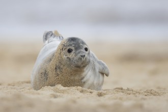 Grey seal (Halichoerus grypus) adult animal on a beach, England, United Kingdom, Europe