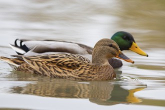 Mallard (Anas platyrhynchos) Pair Germany