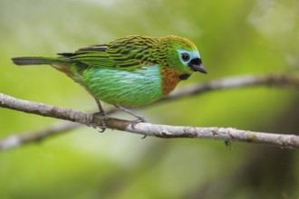 Brassy-breasted Tanager (Tangara desmaresti) perched on a branch in the Atlantic rainforest of