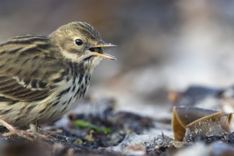 Meadow Pipit (Anthus pratensis) on ground, Schleswig-Holstein, Germany, Europe
