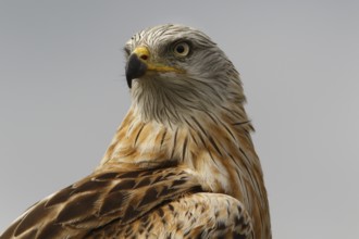 Red Kite (Milvus milvus), portrait, Castile and Leon, Spain, Europe