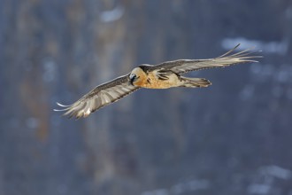 Bearded Vulture (Gypaetus barbatus) flying, Valais, Switzerland, Europe