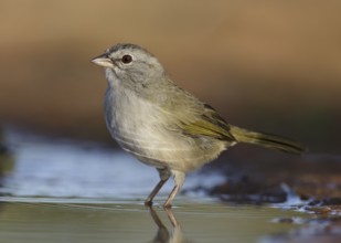 Olive Sparrow (Arremonops rufivirgatus) at water hole, Texas, USA, North America